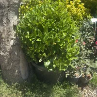 یاس هلندی سطلی جعبه ای جنگلی لوله ای و قیچی خورده|گل و گیاه طبیعی|تهران, هروی|دیوار