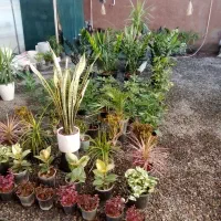 بار جدید انواع گلهای آپارتمانی