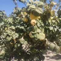 میوه به طبیعی|خوردنی و آشامیدنی|شیراز, کودیان|دیوار