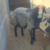 قوچ جوان چاق