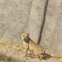 توله پیتبول نر|سگ|شریف‌آباد, |دیوار