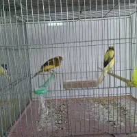 فروش قناری کشیده بلند درجه ۱/ردفاکتور/رسمی/|پرنده|خمینی‌شهر, |دیوار