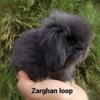 خرگوش لوپ ترکیش (زرقان)|موش و خرگوش|شیراز, کاراندیش|دیوار