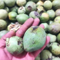 گردو پوست سبز/کاغذی/محلی/سفید/چرب