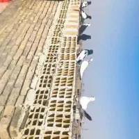 پرنده کبوتر رنگی|پرنده|کیانشهر, |دیوار