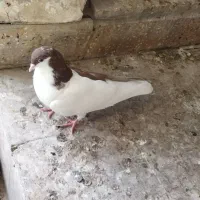 کبوتر راست سرخ|پرنده|اهواز, ۳۰ متری|دیوار