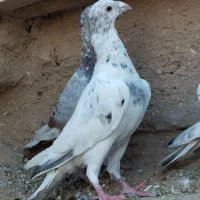 ۲۸تاجوجهبوم