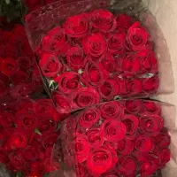 گل رز هلندی قرمز .صورتی .نباتی