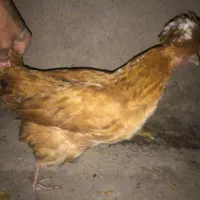 جوجه گلین محلی یکروزه تخم مرغ نطفه دار گلپر بیضا|حیوانات مزرعه|شیراز, شهرک گلستان|دیوار