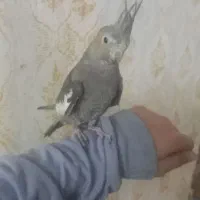 عروس هلندی جوجه۴عدد۳ماه دستی|پرنده|مشهد, چهنو|دیوار