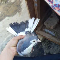 نر این ماده گم شده