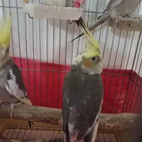 جوجه عروس هلندی