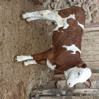 دامپرواری نژاد اصیل|حیوانات مزرعه|شاهرود, |دیوار