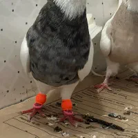 طوقی نر خال شکلاتی و قهویی تازه بالغ بدون غلط