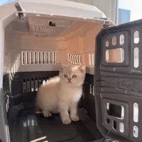 بریتیش بلوپوینت