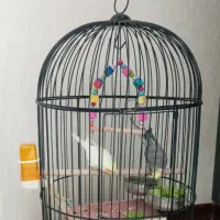 یک جفت عروس هلندی|پرنده|فولادشهر, مسکن مهر فولادشهر|دیوار