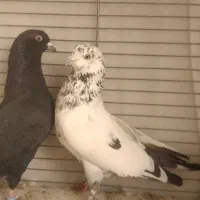 ده عدد کبوتر بفروش میرسد