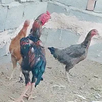 مرغ و خروس|پرنده|ایرانشهر, |دیوار