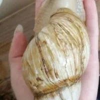 حلزون achatina|خزنده|اصفهان, بهارستان|دیوار