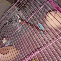 مرغ عشق|پرنده|ایرانشهر, |دیوار