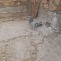 کبوتر سرور و سبز|پرنده|همدان, |دیوار