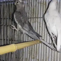 عروس ماده وایت فیس|پرنده|محمدیه-قزوین, |دیوار