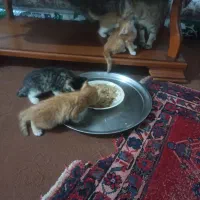 چندتا بچه گربه ملوس وخونگی