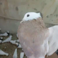 طوق زرد|پرنده|دره شهر, |دیوار