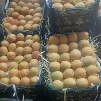 هرسکار باغ انگوروانواع درختان میوه بازدیداز باغ|خدمات باغبانی و درختکاری|سنندج, |دیوار