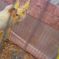 سلام ستا جوجه دوماه عروس  هلندی