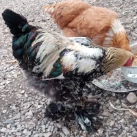 خروس برهما