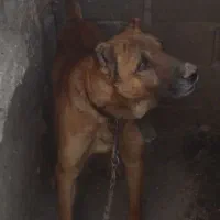 سگ سرابی نرقیمت۷میلیون وپانصد