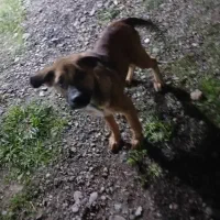 ۵ ماهه سگ نَر|سگ|رشت, حومه رشت|دیوار