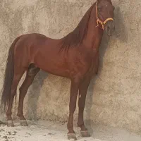 فروش اسب نریان یا معاوضه با مادیان خوب