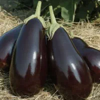 نشا گوجه بادمجان فلفل هندوانه کلم بروکلی گل کلم|خدمات باغبانی و درختکاری|جیرفت, |دیوار