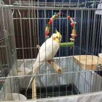 عروس هلندی لوتینو همراه با قفس|پرنده|الوند, |دیوار