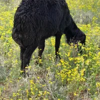 یک عدد کوچ افشار