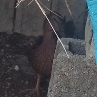 اردک|حیوانات مزرعه|وحدتیه, |دیوار