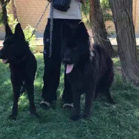 ژرمن بلک اصیل|سگ|وحیدیه, |دیوار