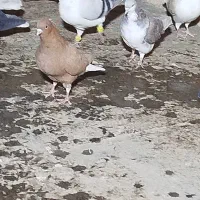 شیر سبز،شیر مگسی،تاقدوم ایدی|پرنده|فیروزه, |دیوار