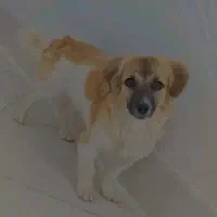 سگ.