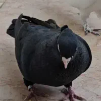 کفتر، جفت زاغ مهر ، سرخ نر ،زاغ آبادانی|پرنده|فشاپویه, |دیوار