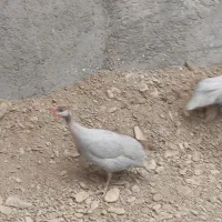 مرغ شاخ دار