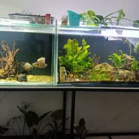 آکواریوم لوکس آماده استفاده شاسی آهنی ولوازم کامل