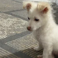 توله سگ ماده پامر