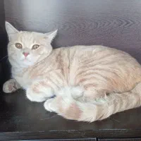 واگذاری گربه