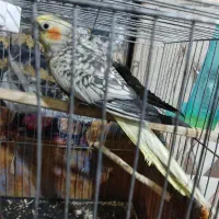 جفت عروس دستی باهوش|پرنده|سراوان, |دیوار