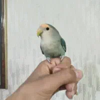 کوتوله فول دستی سخنگو