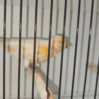 قناری ماده موزائیکی آماده|پرنده|بهبهان, |دیوار