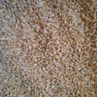 گندم محلی درج یک برای کاشت